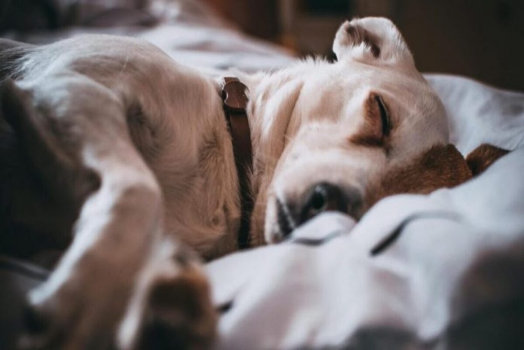 Descubra se dormir com o seu cão pode fazer mal
