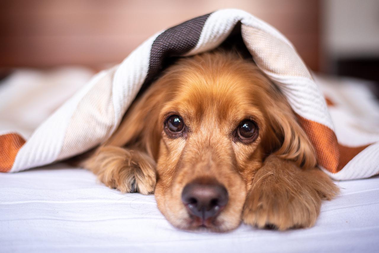 5 motivos que fazem o seu cão gostar de dormir com você