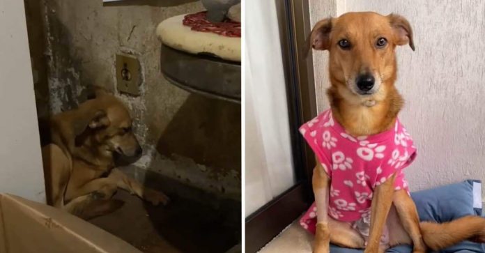 Cadela que sofria abuso agora vive uma nova vida após ser resgatada