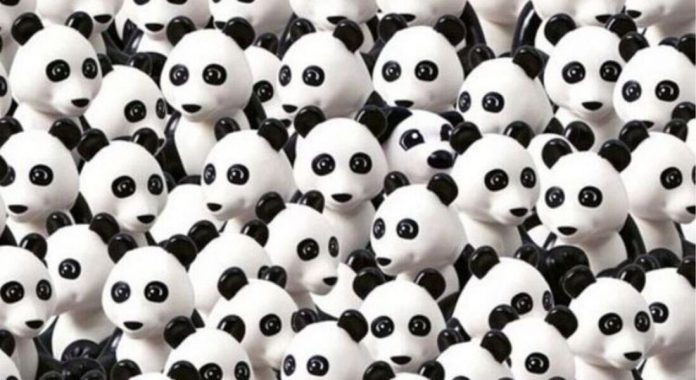 Encontre o cão escondido entre os pandas em menos de 5 segundos