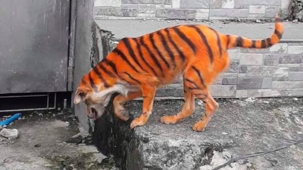 Homem pinta cão de rua para que ele se pareça com um tigre
