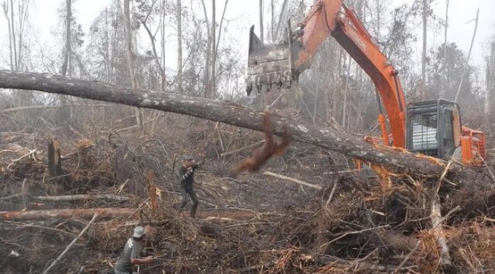 Orangotango tenta impedir a escavadeira de destruir sua casa