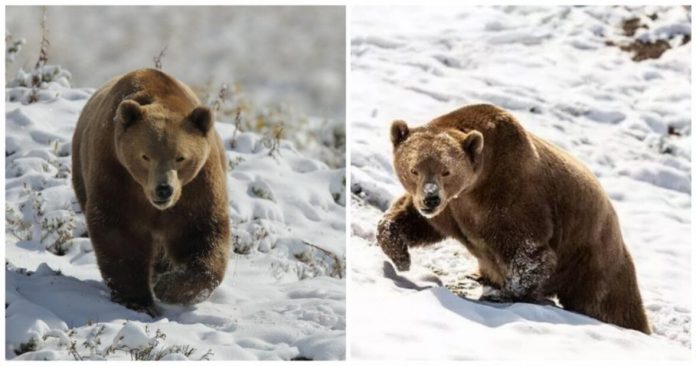 Urso brinca com neve pela primeira vez, após viver vários anos em gaiola