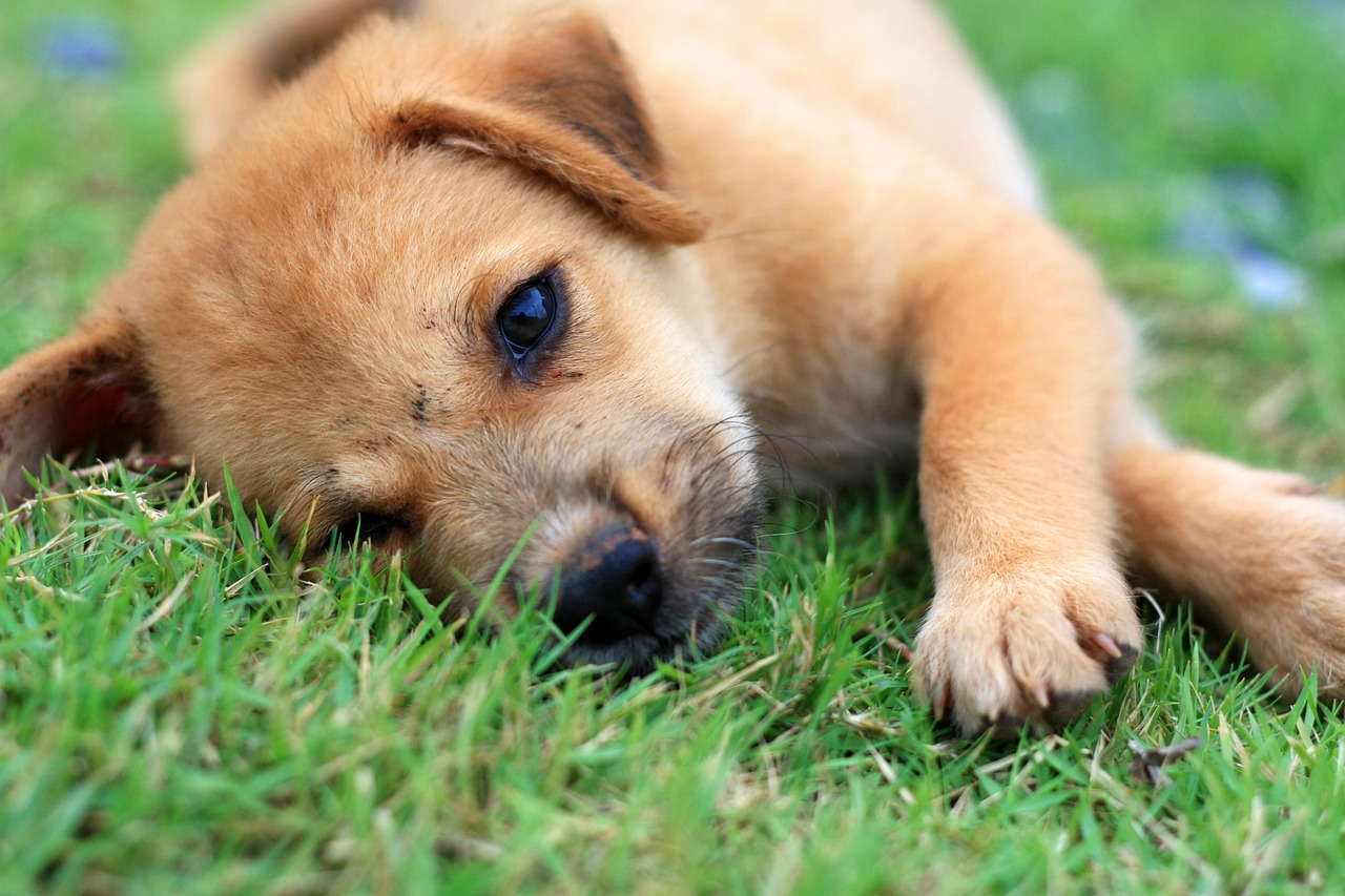 11 motivos que fazem o seu cão agir mais carinhoso com você
