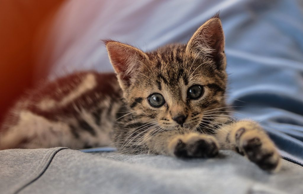 12 fatos que você não sabia sobre os gatos