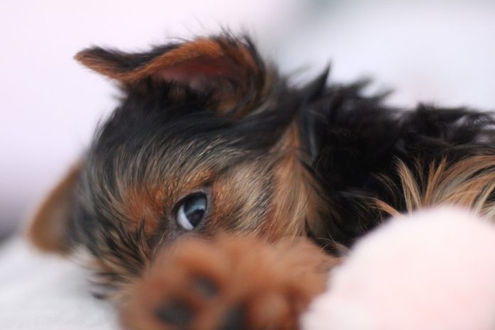 15 coisas que os donos de cães nunca devem esquecer