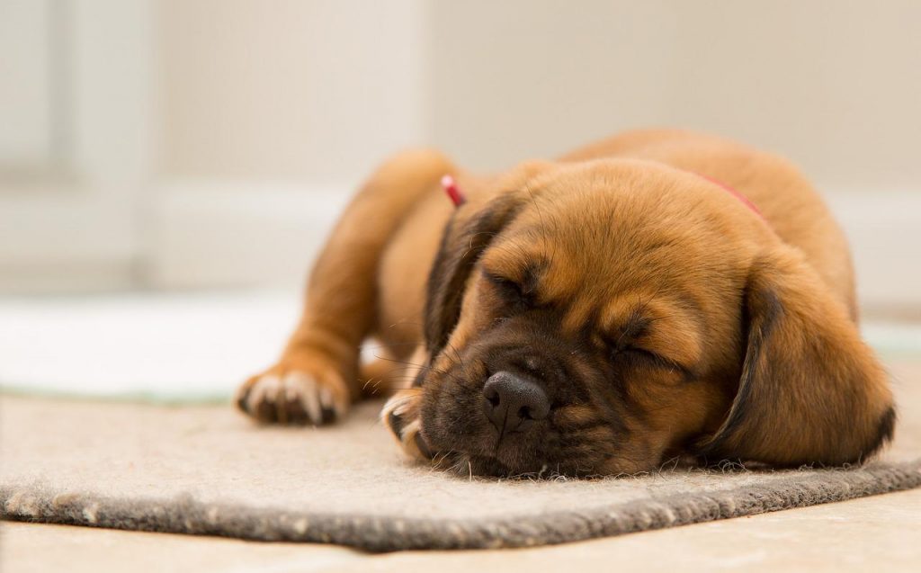 5 posições de dormir mais comuns entre cães, aprenda o que significa cada uma