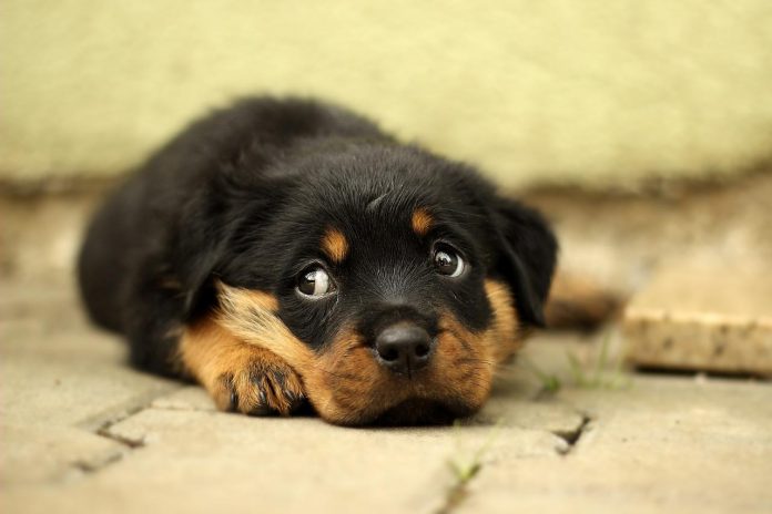 6 sinais que o seu cão dá quando se sente triste