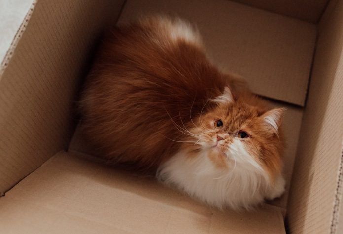 7 motivos que fazem os gatos adorarem as caixas