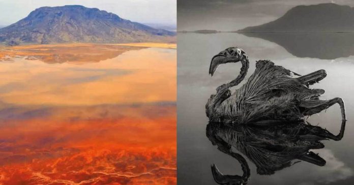 Este lago vermelho é mortal e transforma animais em pedra