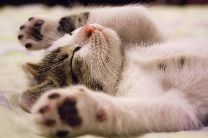 O seu gato gosta de dormir com você por esses 5 motivos