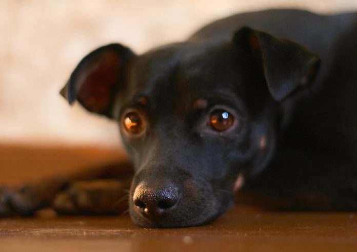 10 maneiras que os cães fazem a sua vida melhor