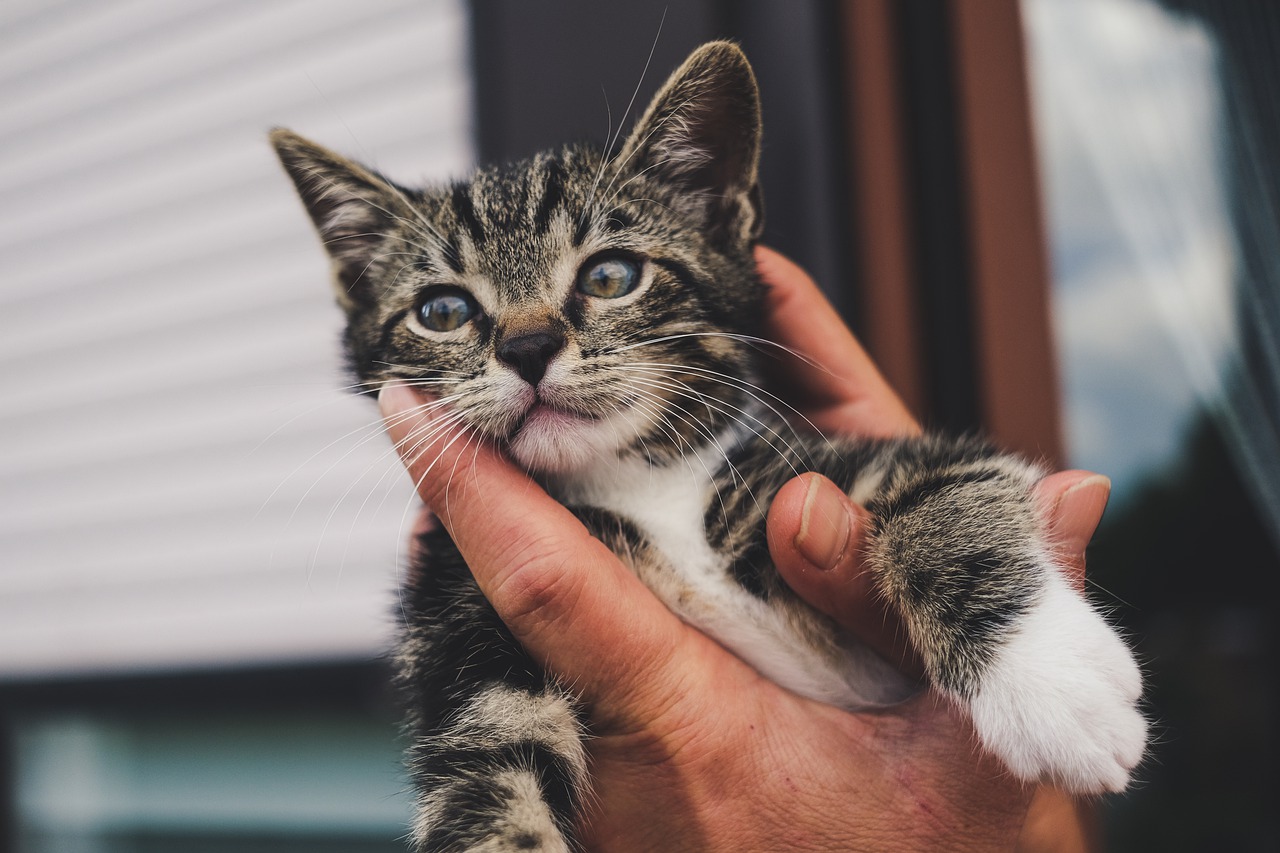 5 formas de ajudar um gatinho tímido, muito eficaz
