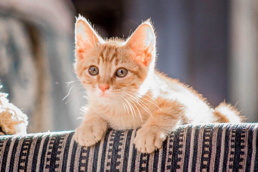 6 sinais que o gato dá quando sente saudades do seu dono