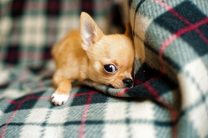 6 sinais que o seu cão dá quando está muito triste