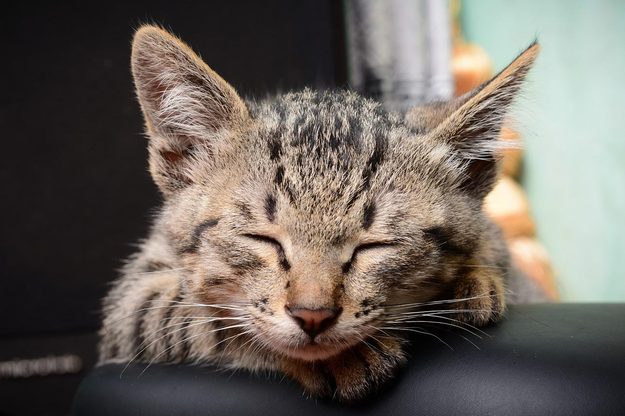 8 razões para não deixar o seu gato dormir com você