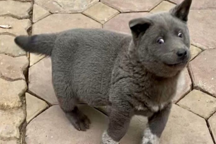 Cão viraliza na internet após alegarem que ele se parece com um gato