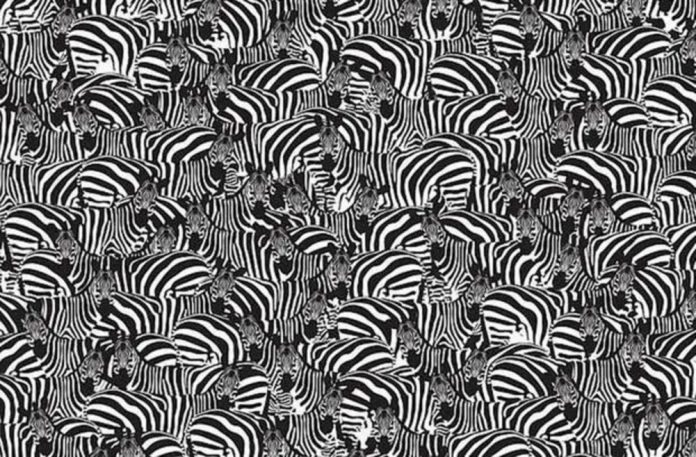 Descubra as teclas de piano entre as zebras em 10 segundos
