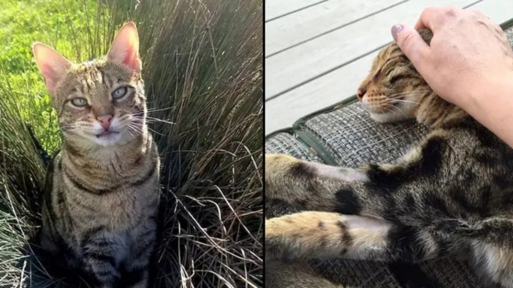 Dono de gato ganha 100.000 após animal ser acusado de invasão