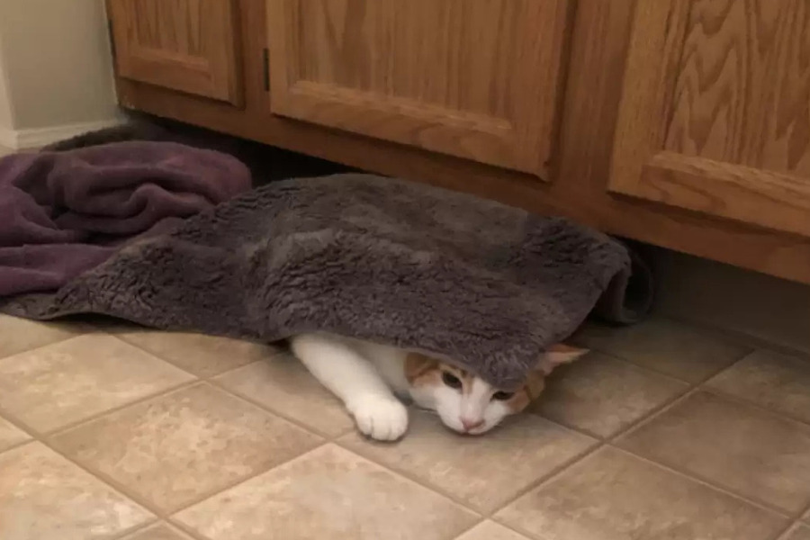 Gato se esconde debaixo do tapete do banheiro para espiar sua família