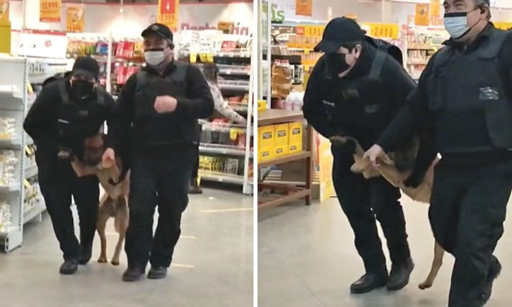 Guardas tiram cãozinho intruso de um supermercado levado pelas patas