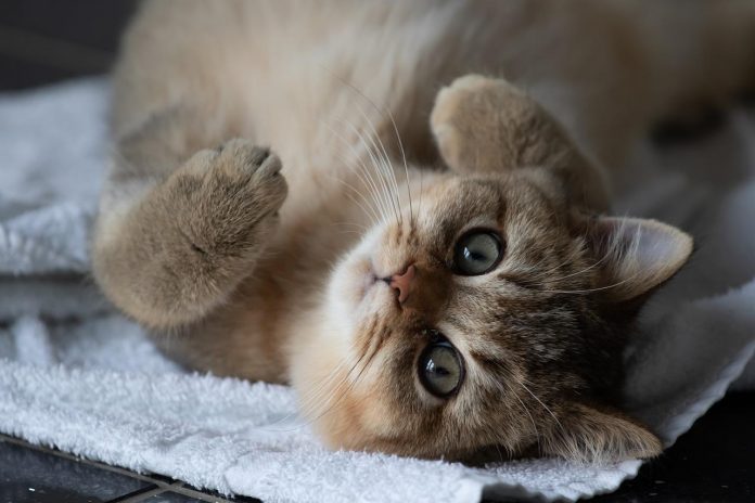 10 sinais que o gato dá quando é feliz e ama muito o tutor