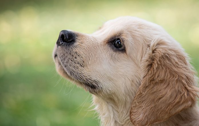 5 sinais que indicam que o seu cão precisa de tosa e banho