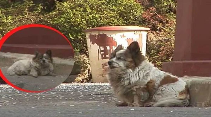 Cadela abandonada, depois de 10 anos, ainda espera seus donos no mesmo lugar