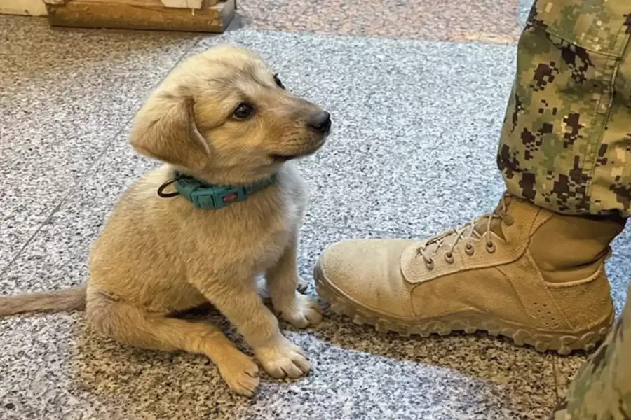Cão de rua perambula na base naval e encontra o herói que precisava