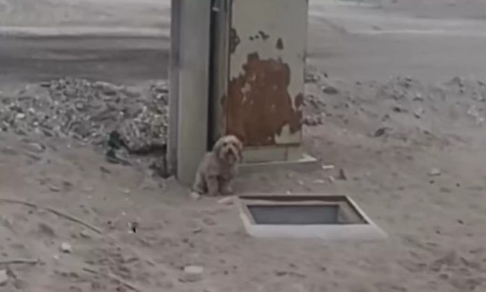 Cão uivando ao lado de um buraco se recusa a se mexer até que alguém olhe para dentro