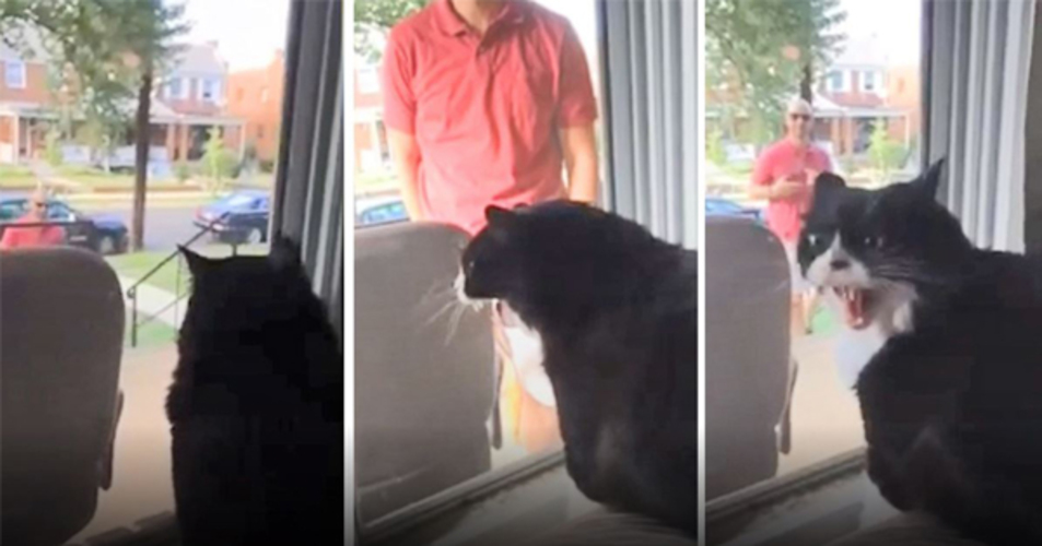 Gato enlouquece ao ver seu dono trazer um novo cão de estimação