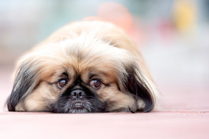 10 dicas para diminuir o comportamento destrutivo do seu cão