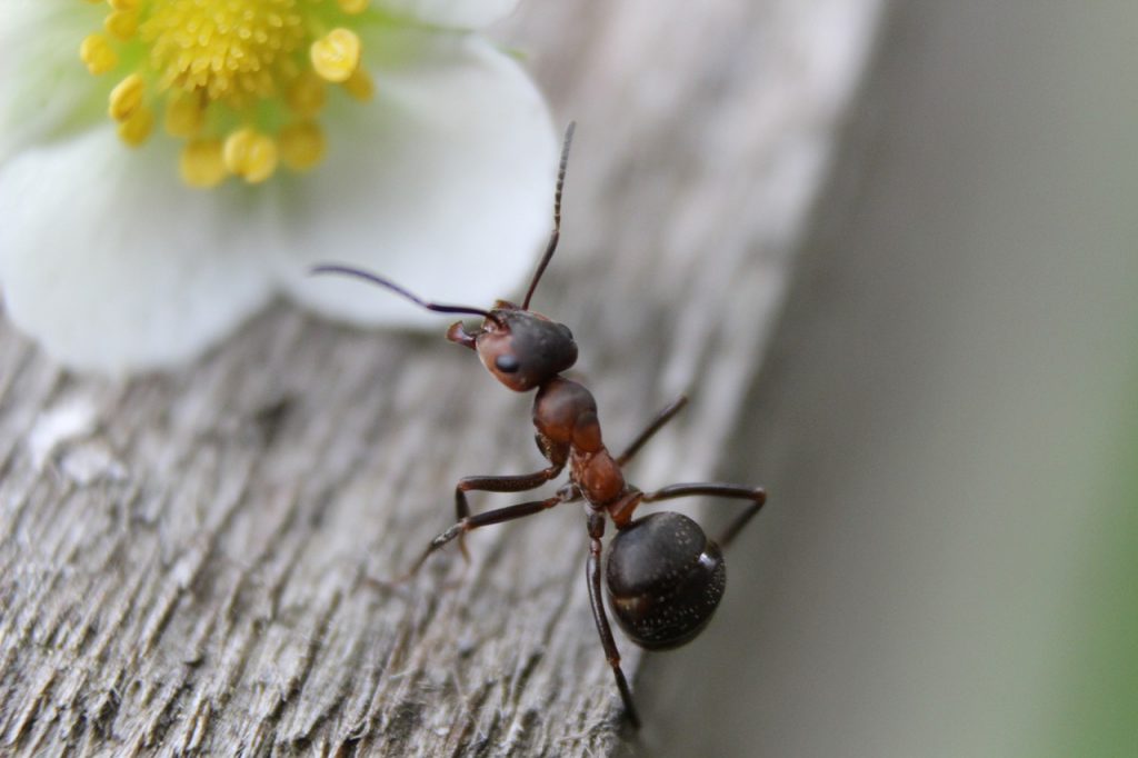 9 truques naturais para afastar as formigas