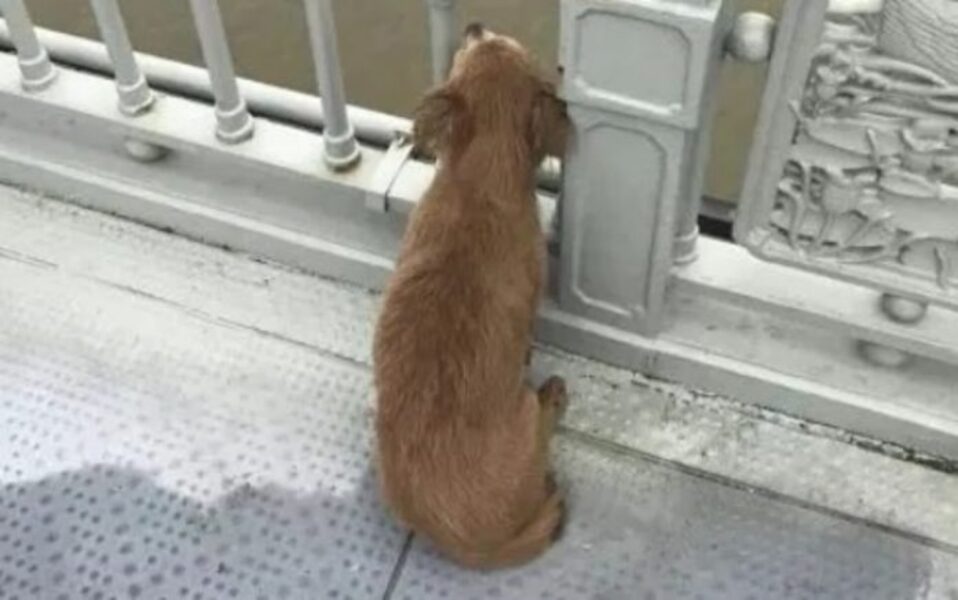 Cão fiel fica à espera de seu dono na ponte onde o viu pular, muito triste