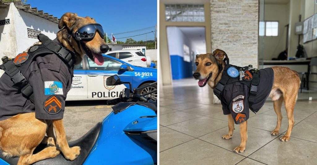 Cão resgatado se tornou um alto funcionário da polícia