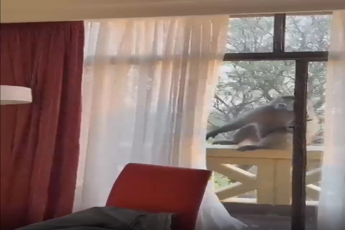 Mulher acorda e encontra um babuíno casualmente passeando pelo seu quarto