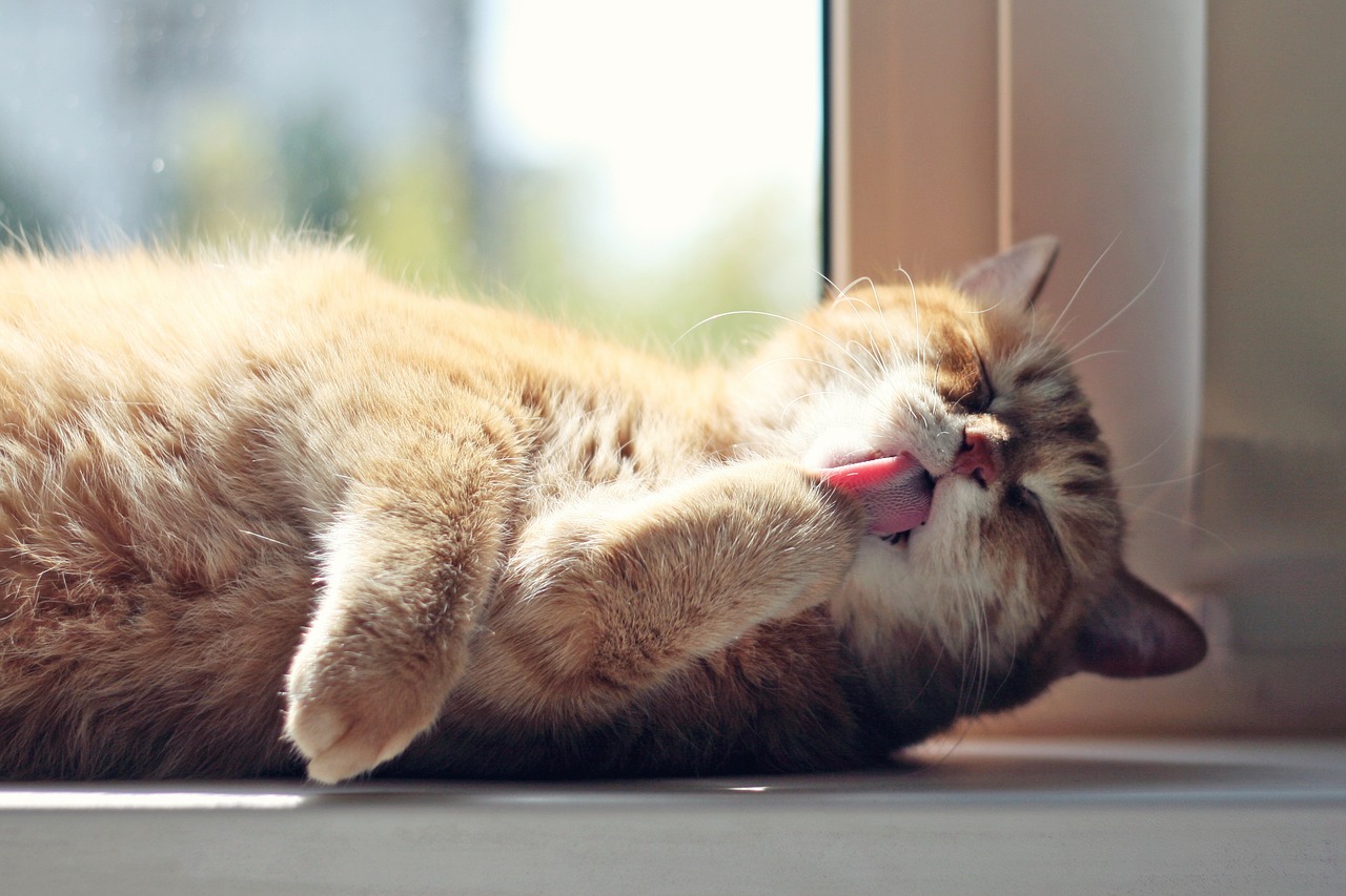 Os gatos adoram dormir com o dono por estas 5 razões