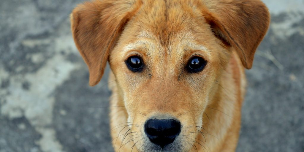 5 sinais de que você está negligenciando seu cão de estimação