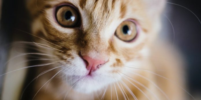 7 sinais de que seu gato pode precisar de um companheiro felino