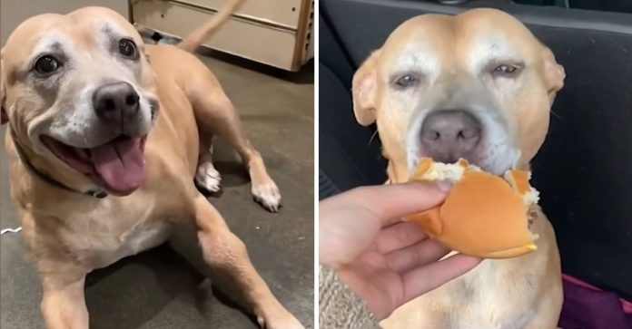 Ela levou sua cachorra com câncer terminal a um McDonald's para realizar seu último desejo