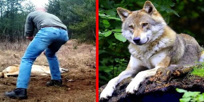 Homem salva lobo doente e seus filhotes, anos depois o humilde animal devolve o favor