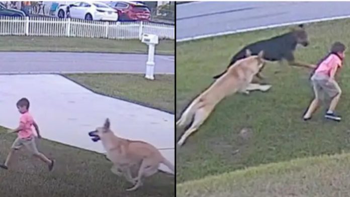 Momento inacreditável cão salva criança após outro cachorro tentar atacá-la