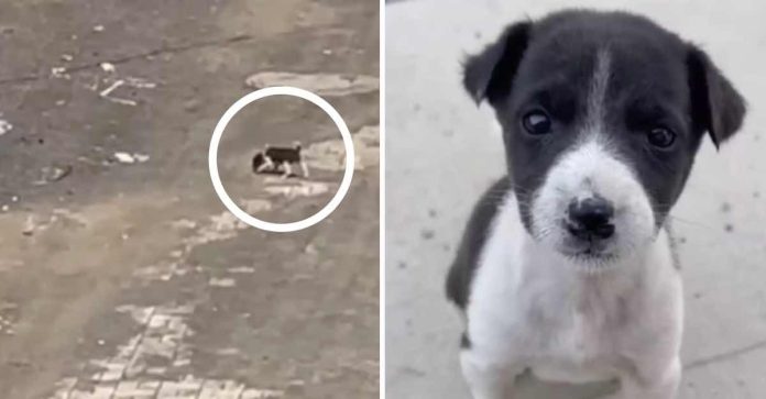 Cãozinho abandonado chorava na rua esperando ser salvo, ele queria o calor de um lar