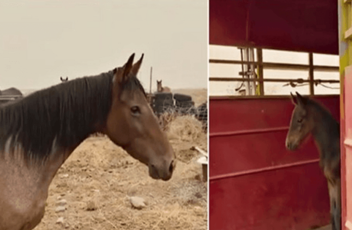 Cavalo arrisca liberdade para recuperar o bebê que perdeu
