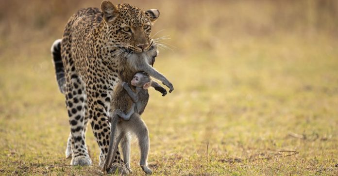 Filhote de babuíno se agarra ao corpo da mãe após ser caçado por uma leoparda