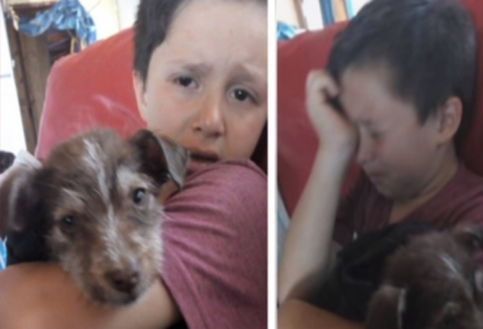 Menino salva cão maltratado por crianças, agora são inseparáveis