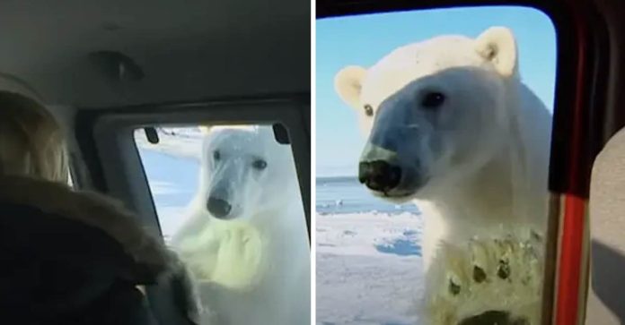 Repórter ficou cara a cara com um urso polar faminto que se aproximou do carro, o vidro a protegeu