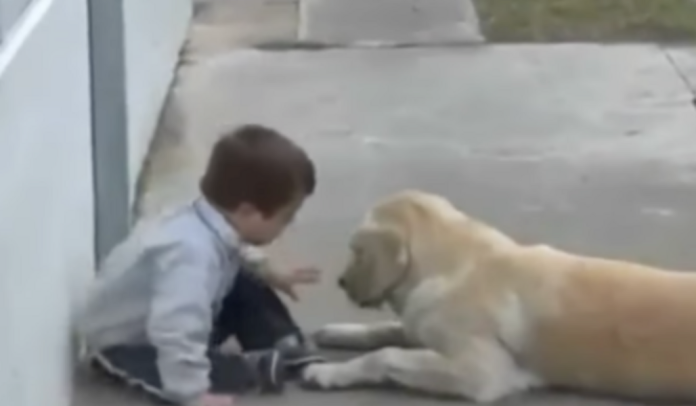 Cão se aproxima de menino com síndrome de Down e o inesperado acontece