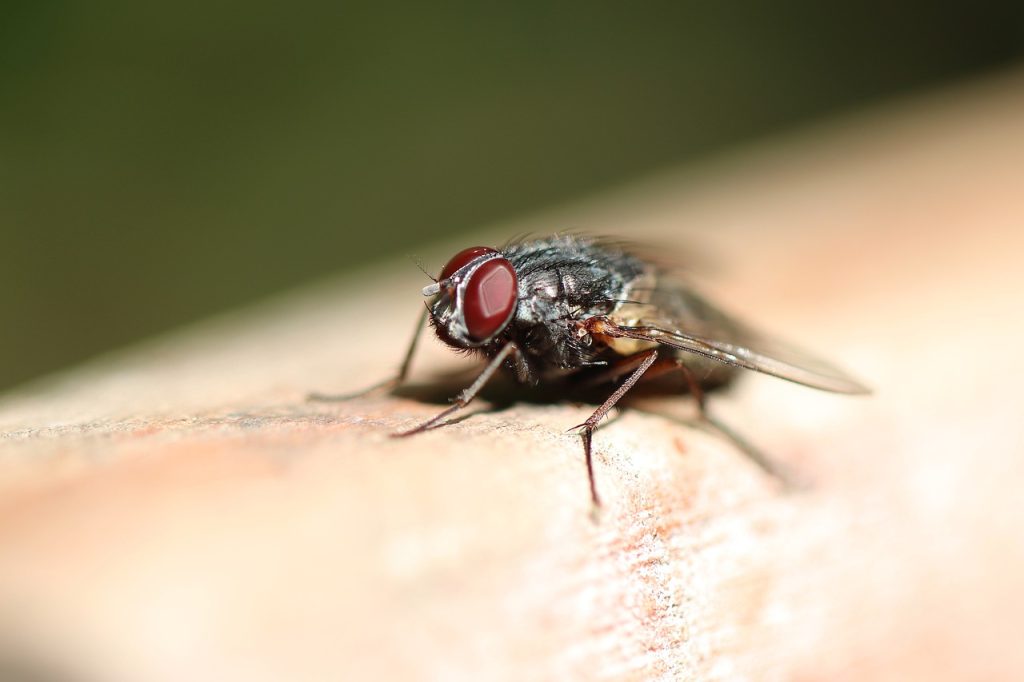 7 truques naturais para afastar as moscas