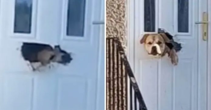 Cãozinho angustiado comeu a porta de casa e causou preocupação